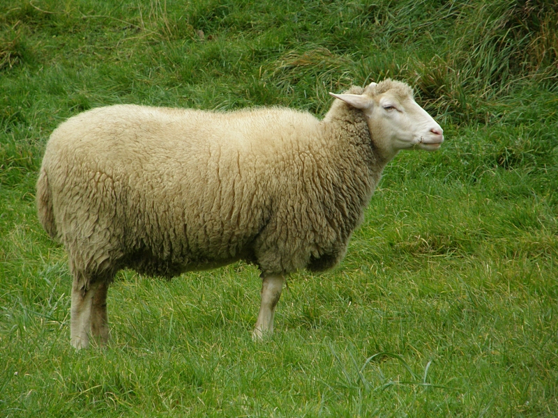 stehendes Schaf 