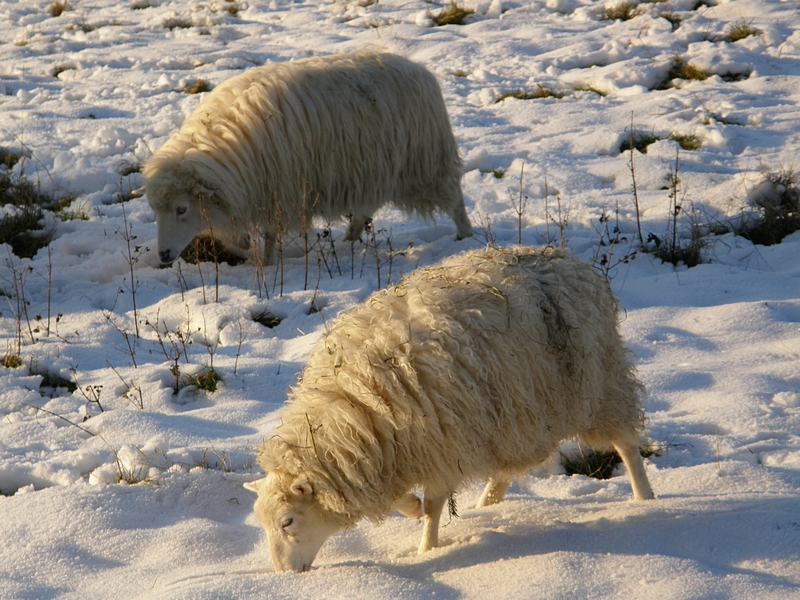 Moorschnucken, grasend im Schnee