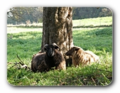 Liegende Schafe am Baum