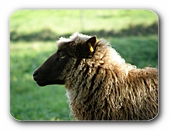 Schaf im Profil