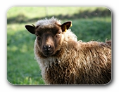 Schafsporträt