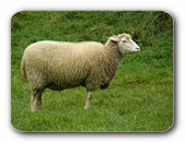 stehendes Schaf 
