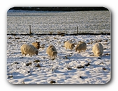 Moorschnucken im Schnee