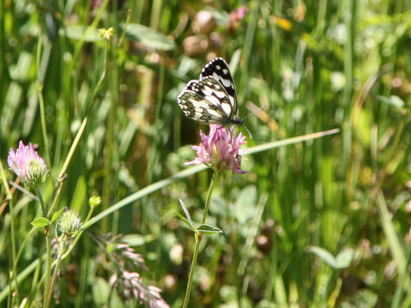 Schachbrettfalter