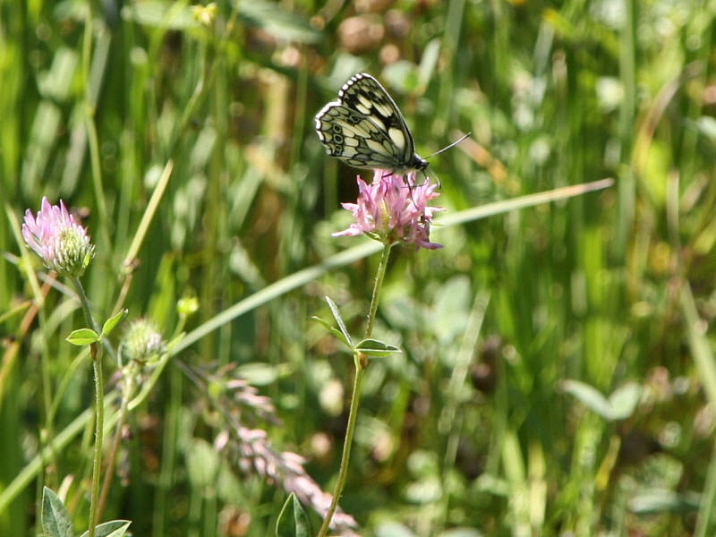 Schachbrettfalter