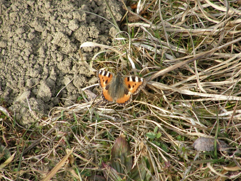 Kleiner Fuchs im Februar