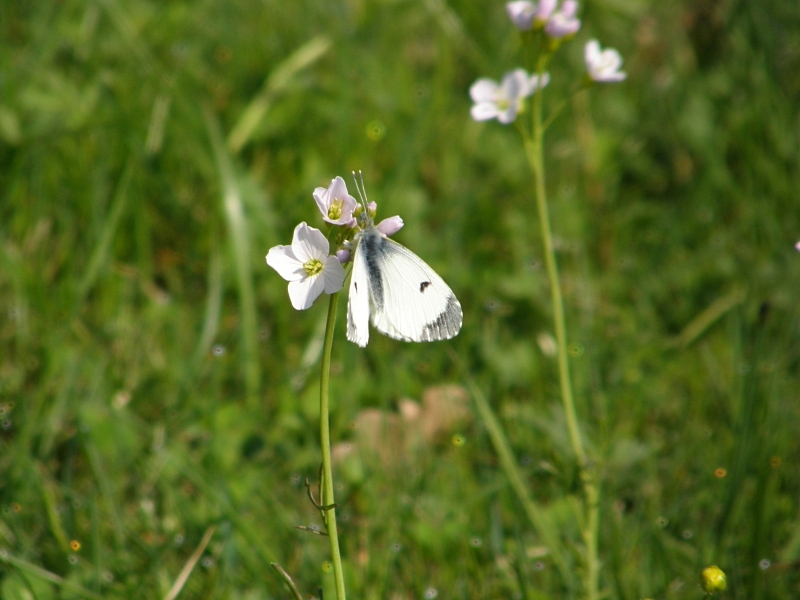 Aurorafalter (Weibchen)