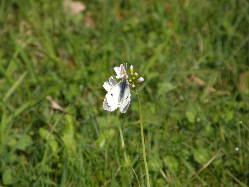 Aurorafalter (Weibchen)