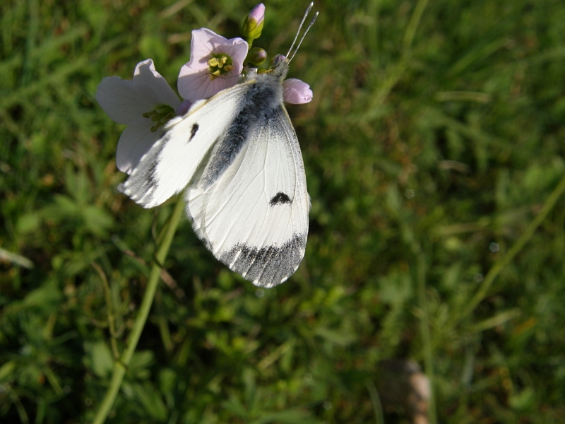 Aurorafalter (Weibchen)