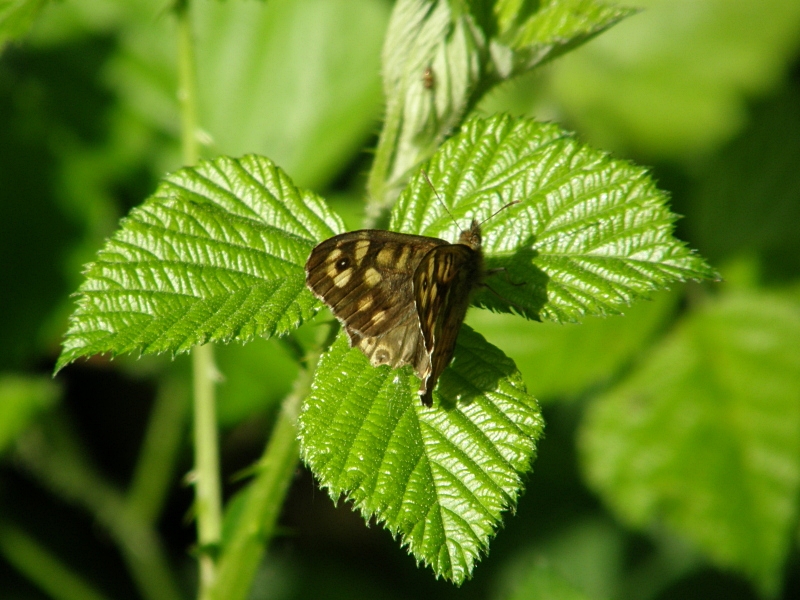 Waldbrettspiel auf Blatt