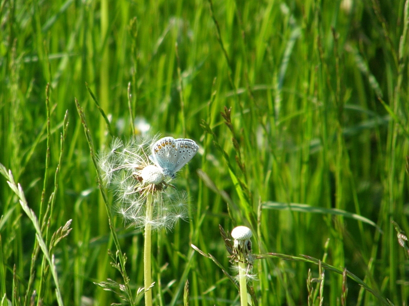 Bluling an Lwenzahn