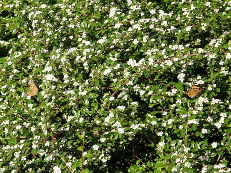 Distelfalter in Hecke