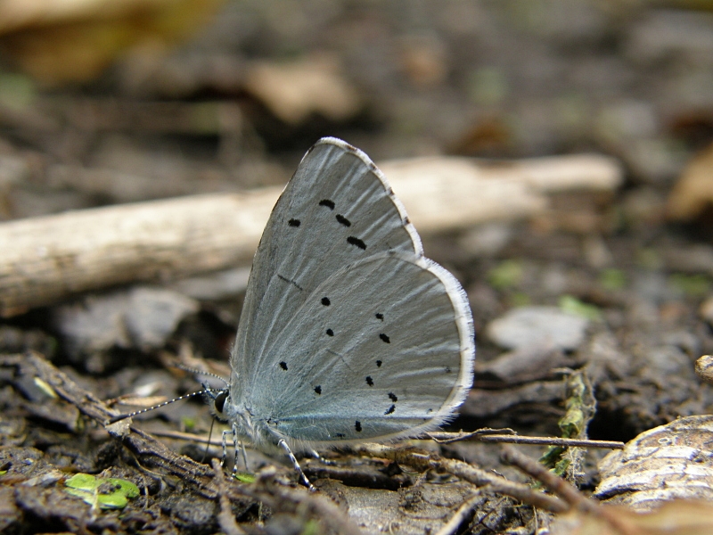 Faulbaum-Bluling