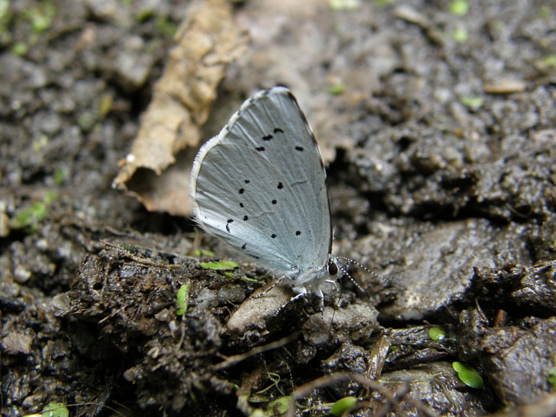 Faulbaum-Bluling