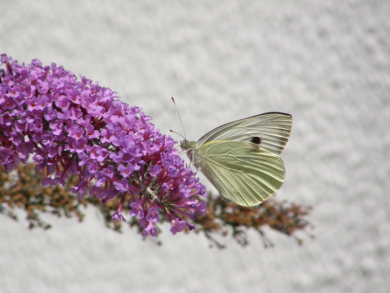 Weiling an Sommerflieder