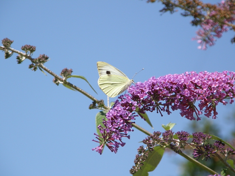 Weiling an Sommerflieder