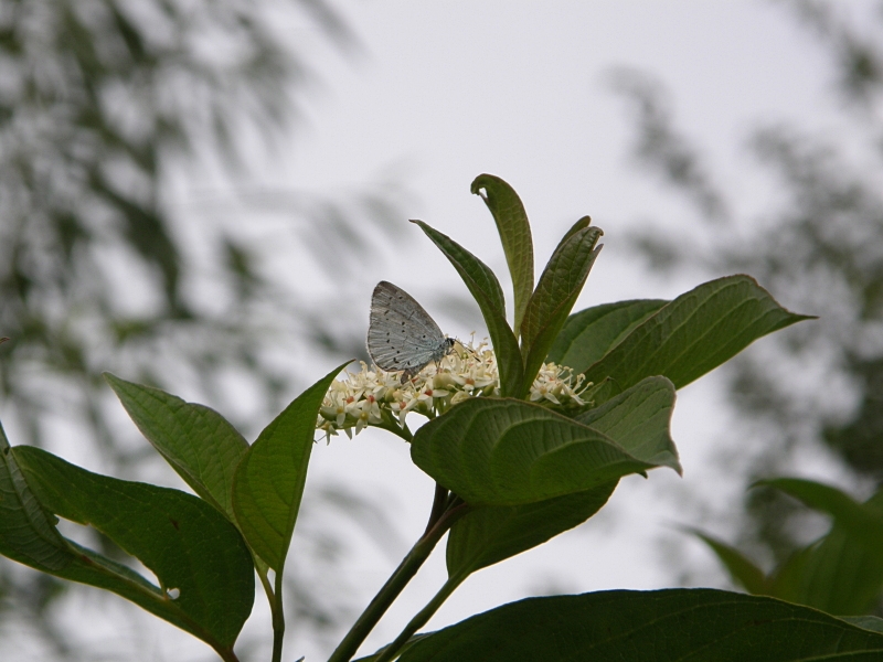 Faulbaum-Bluling