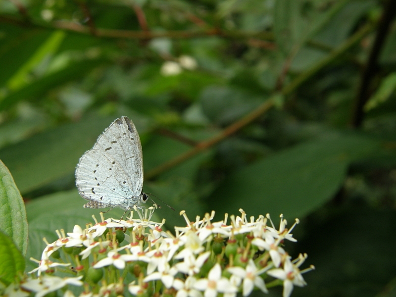 Faulbaum-Bluling