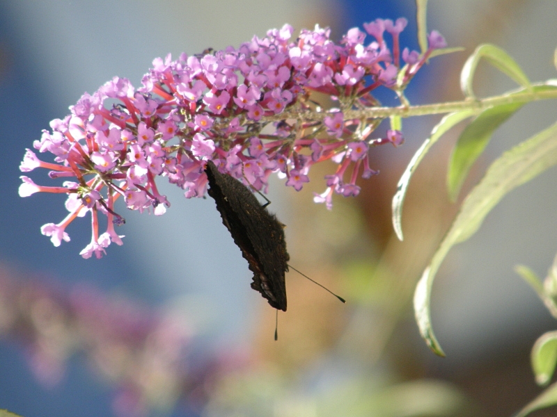 Schmetterling unter Blte, geschlossen