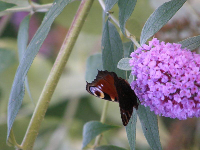 Tagpfauenauge an Sommerflieder