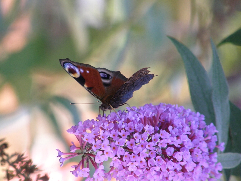 Tagpfauenauge auf Sommerflieder