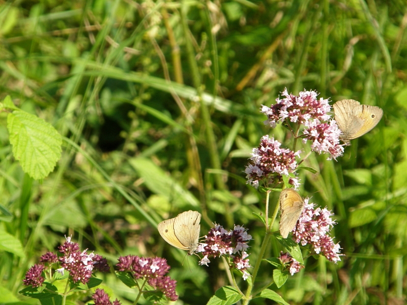 Rotbraunes Wiesenvgelchen