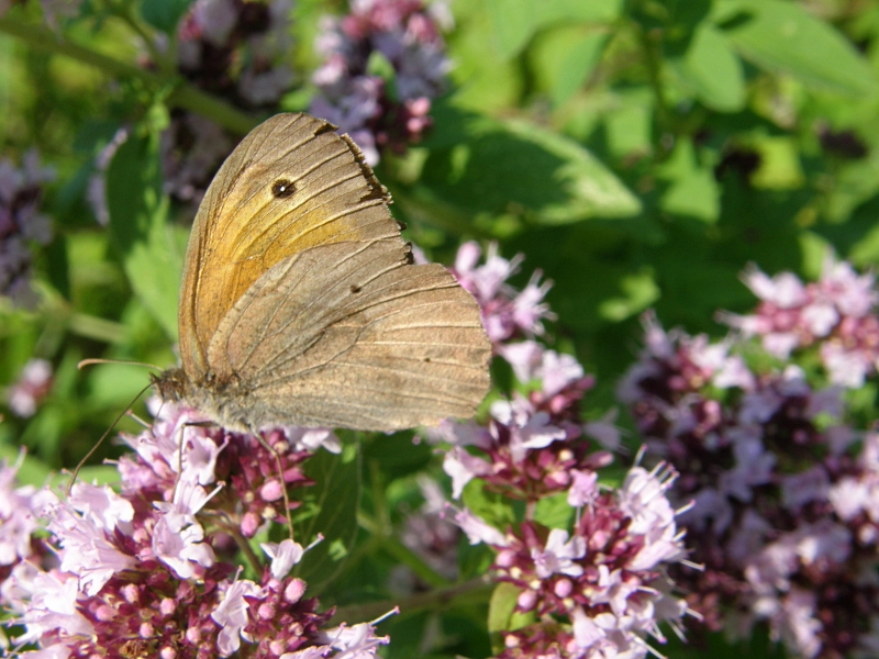 Rotbraunes Wiesenvgelchen