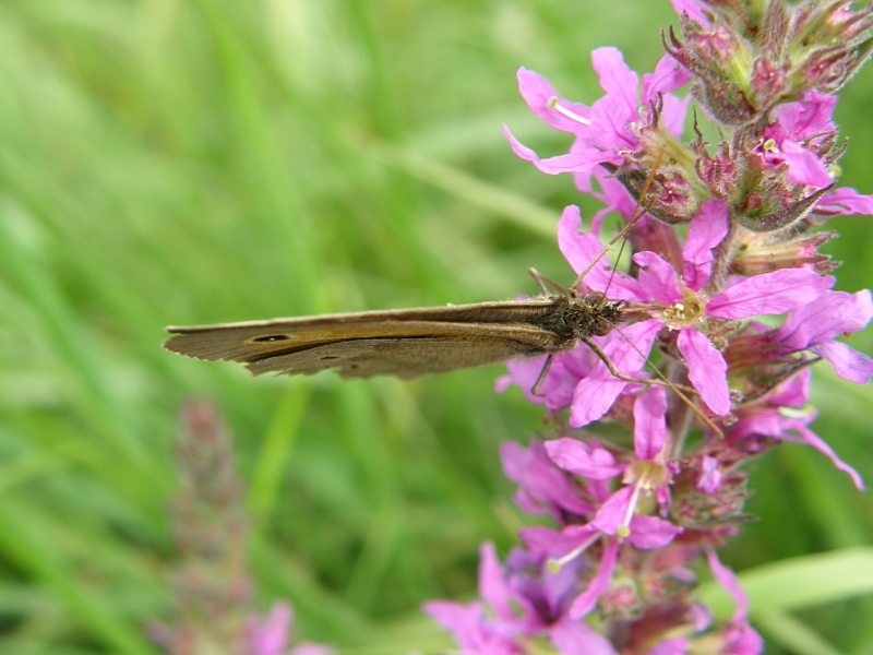 Rotbraunes Wiesenvgelchen