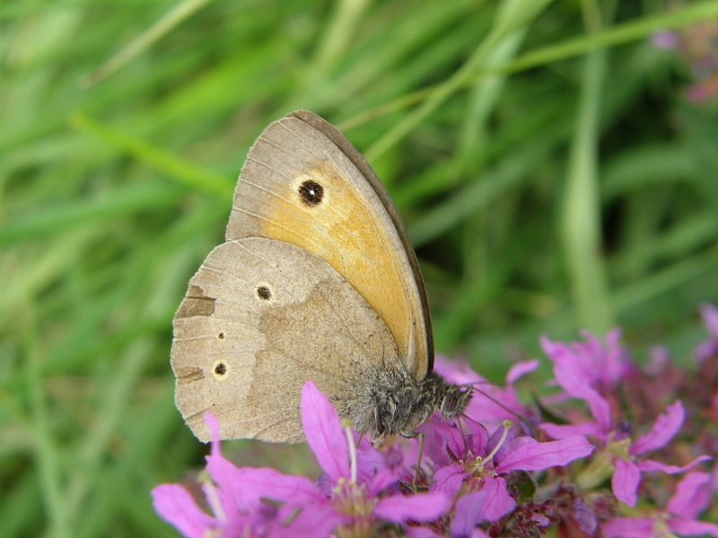 Rotbraunes Wiesenvgelchen