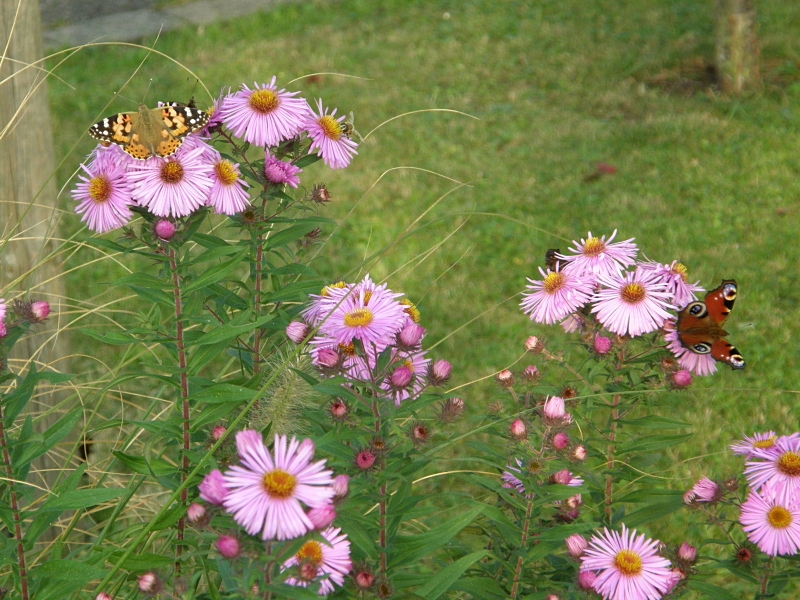 Schmetterlinge im Herbst