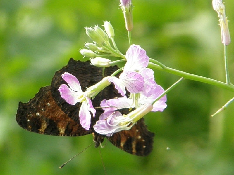 Tagpfauenauge von unten