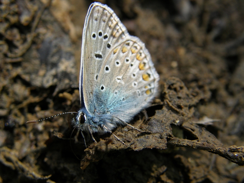 Ginster-Bluling