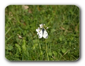 Aurorafalter an Blüte (Weibchen)