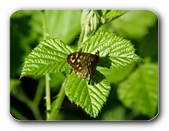 Waldbrettspiel auf Blatt