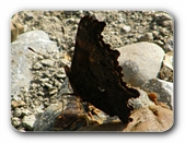 C-Falter (Flügelunterseite)