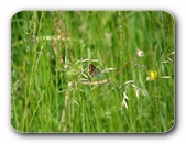 Bluling in Wiese