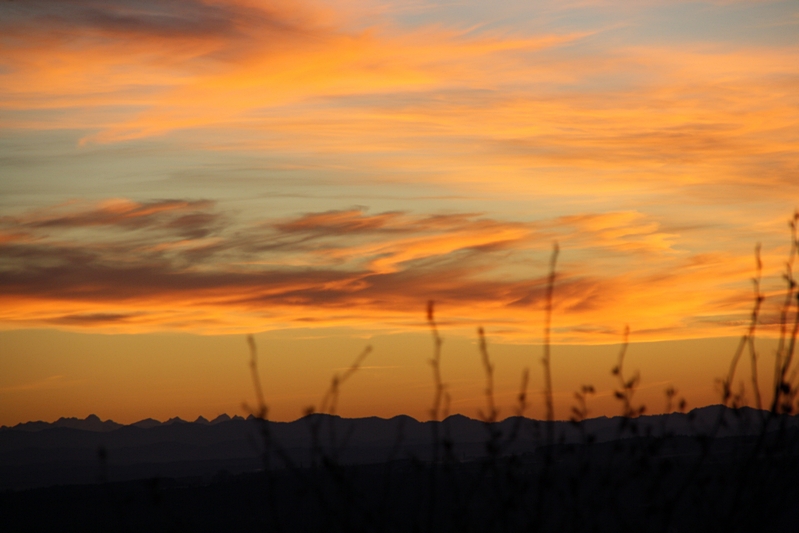 Zweige im Abendlicht