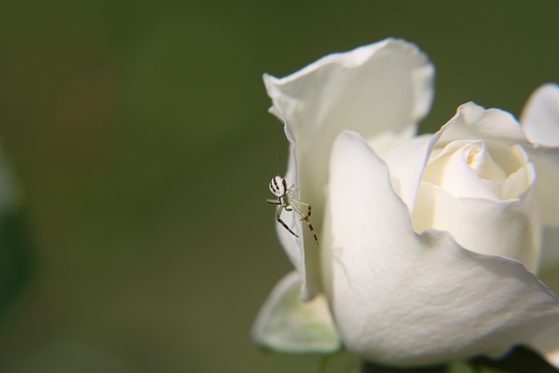 Spinne beim Abseilen