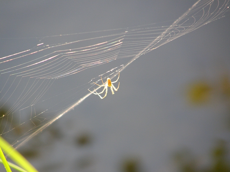 Spinne, gegen das Licht