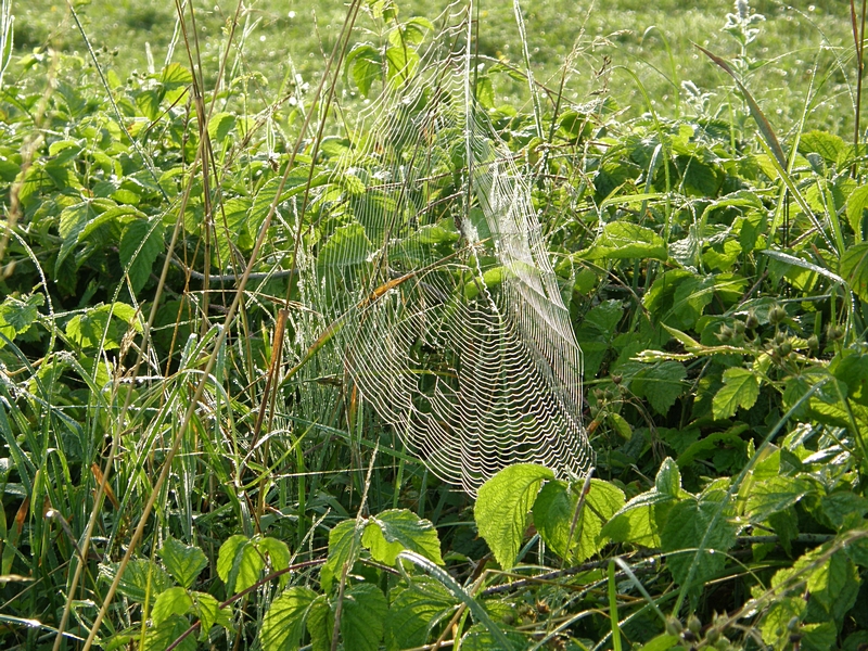 Netzwerker