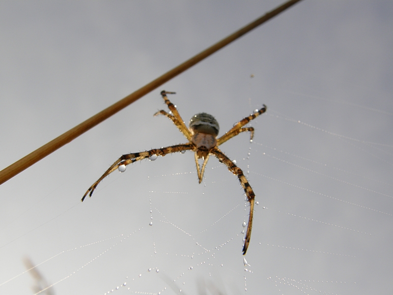 Spinne am Morgen