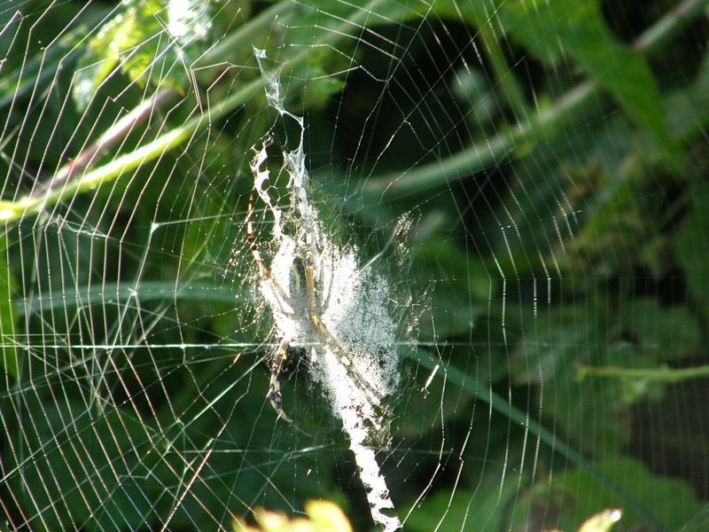 Spinne im Netz (Unterseite)