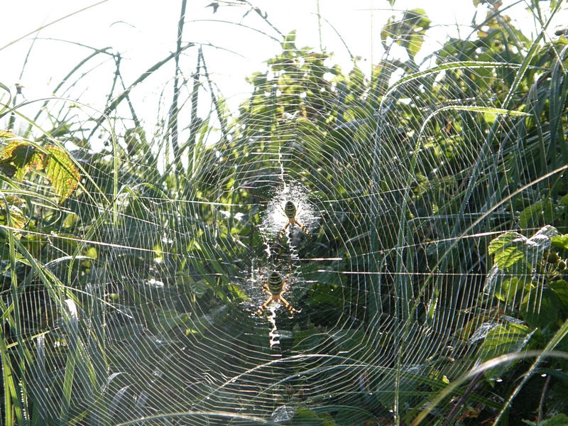 Wespenspinnen in Konkurrenz