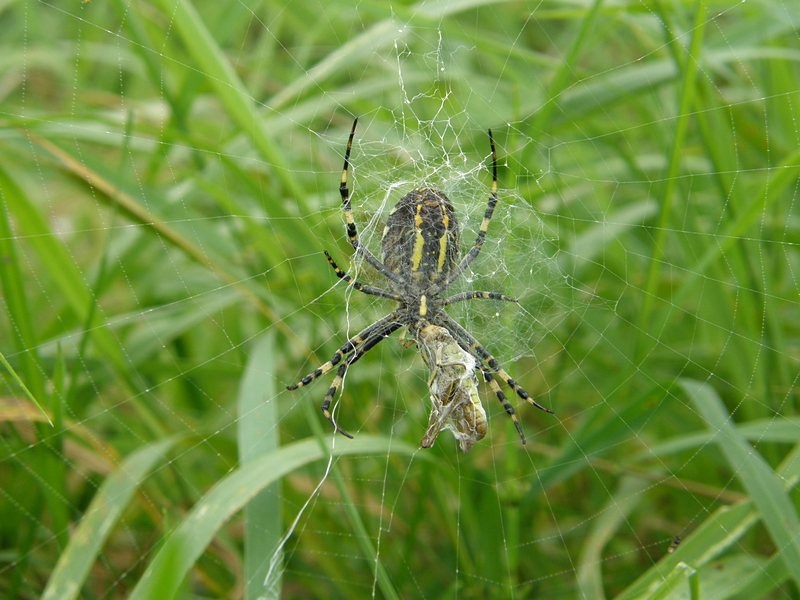 Wespenspinne im Gras