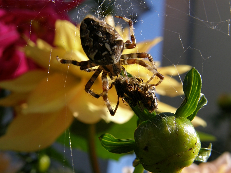 Kreuzspinne mit ausgesaugtem Opfer