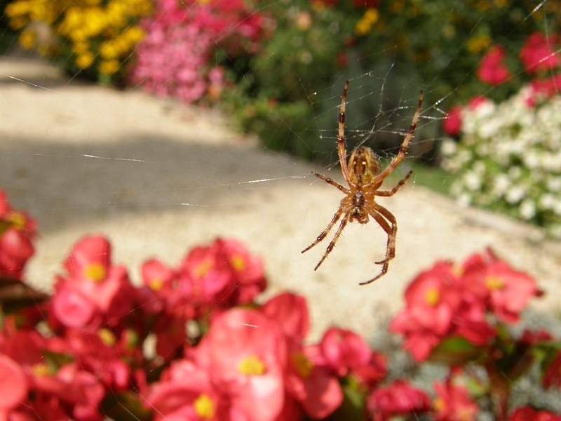 Kreuzspinne vor Blumenbeet