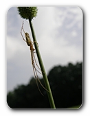 Spinne am Grashalm