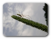 Spinne auf Dolde