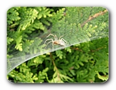 KKleine Spinne auf ihrem Netz