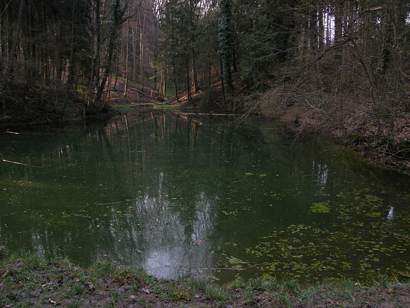 Weiher im Wald